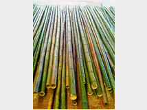 Canne di bamb  bamboo da 1 a 10 cm.diametro
